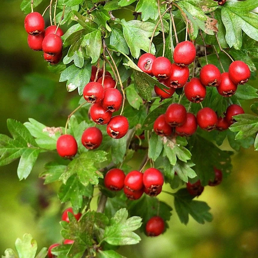 Hawthorn Berries (Organic)