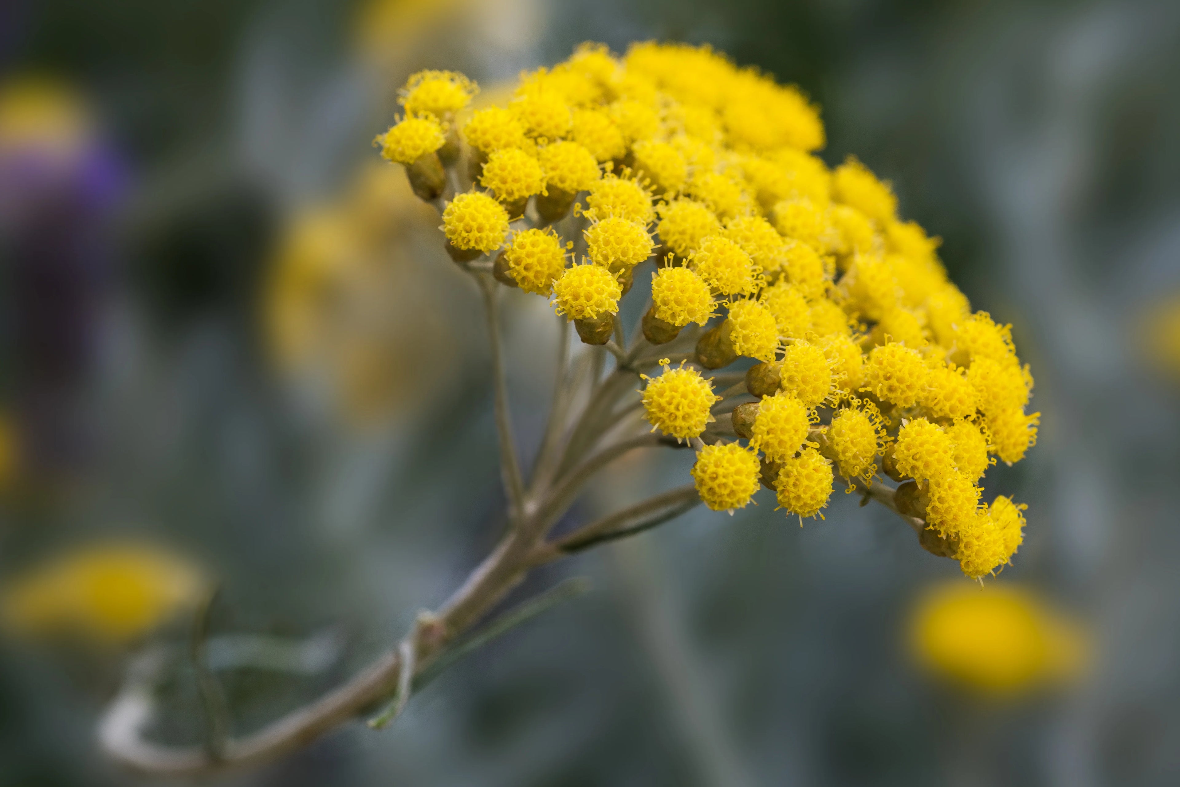 Helichrysum Flowers (Immortelle)