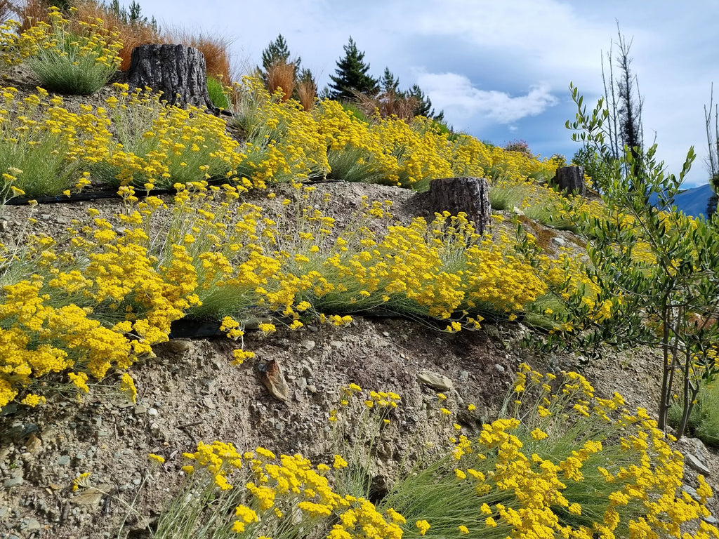 Helichrysum Flowers (Immortelle)