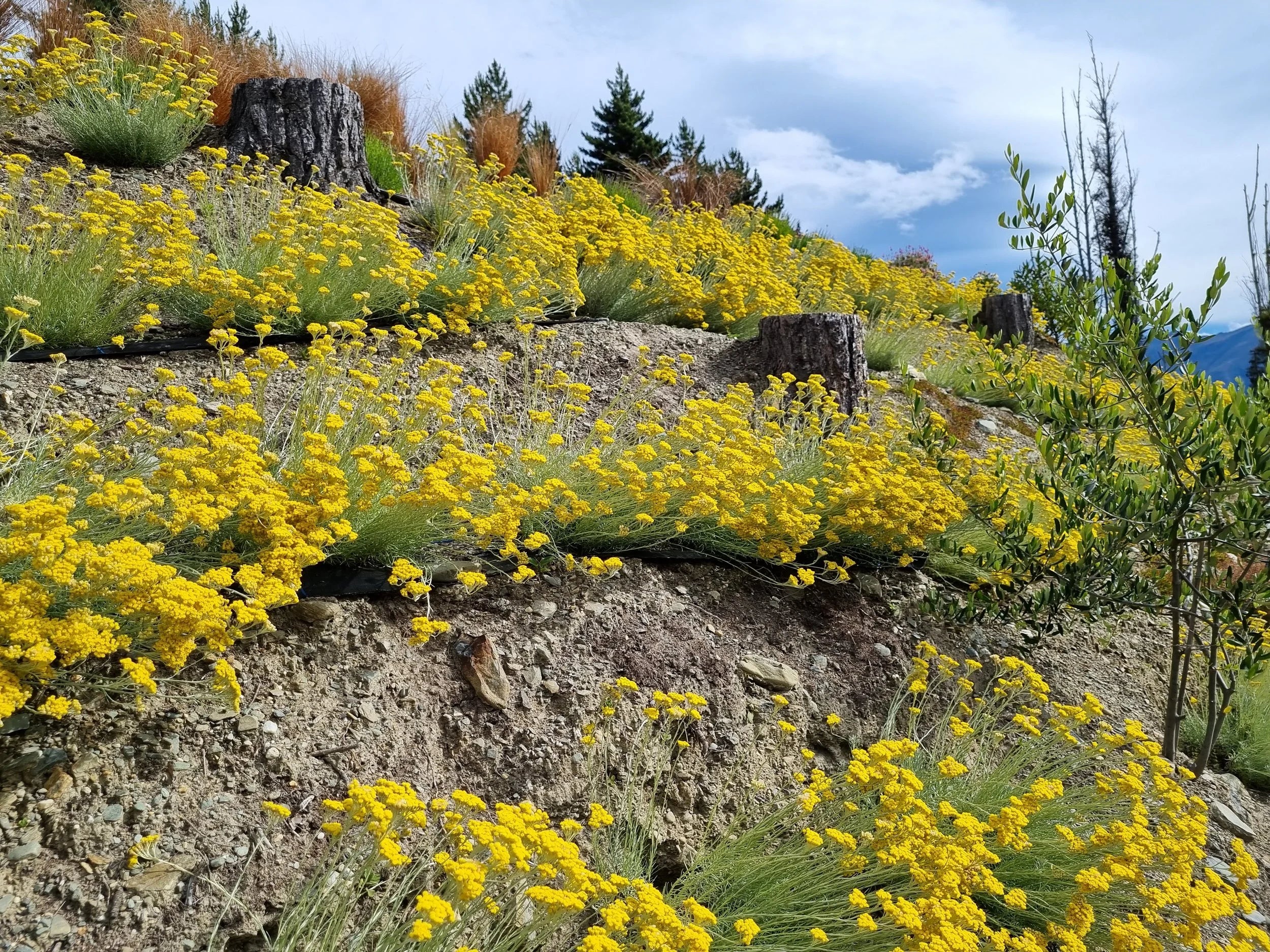 Helichrysum Flowers (Immortelle)