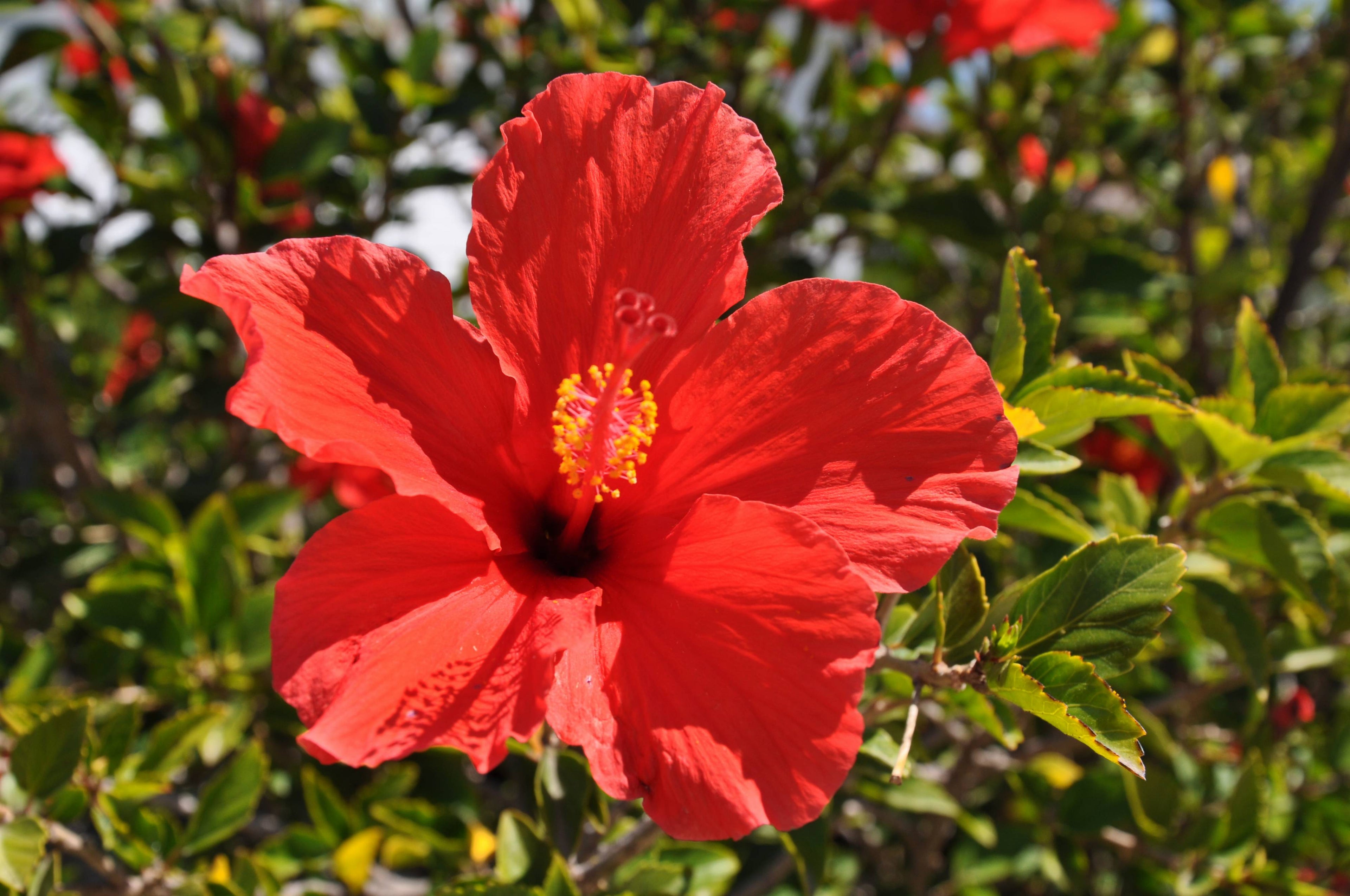 Hibiscus Flower (Organic)