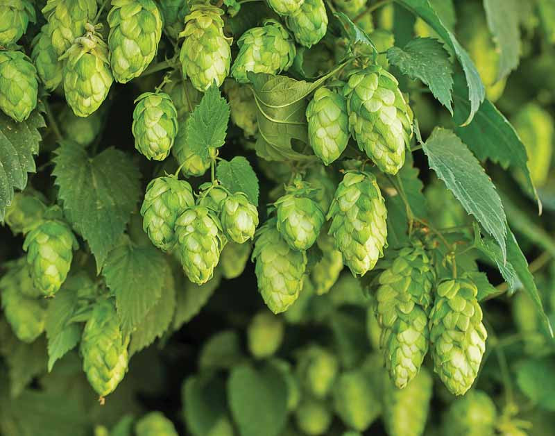 Hops Flowers, Whole