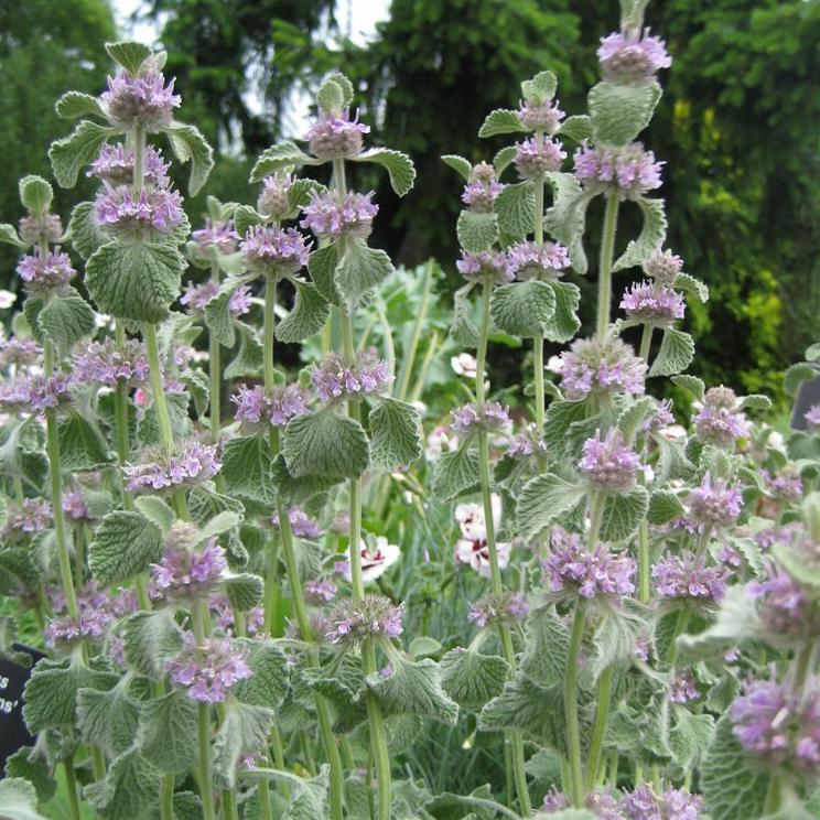 Horehound Herb (Organic)