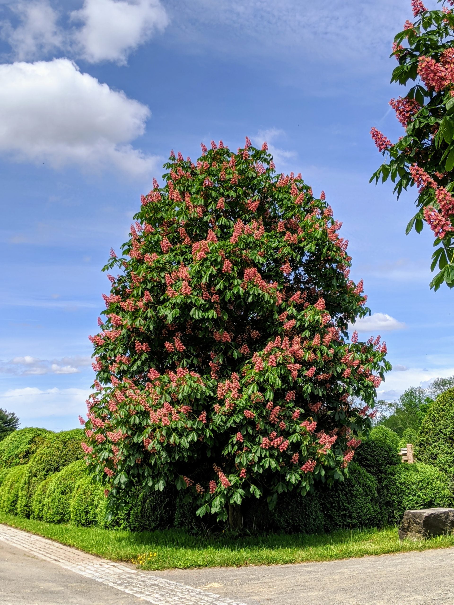 Horse Chestnut (Organic)