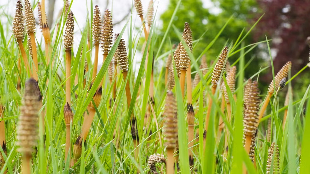 Horsetail / Shavegrass (Organic)