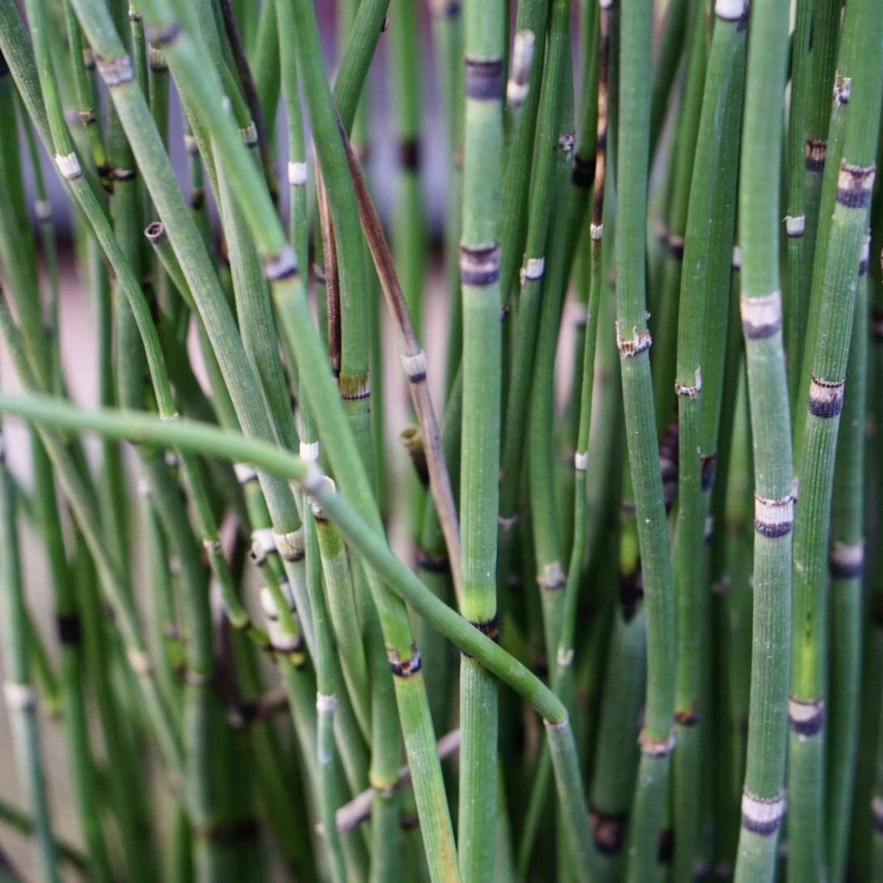 Horsetail / Shavegrass (Organic)