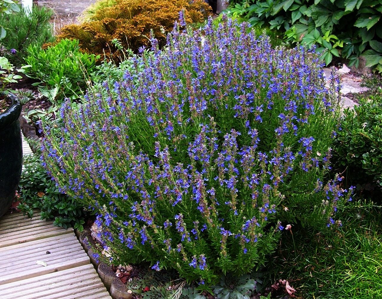 Hyssop Herb (Organic)