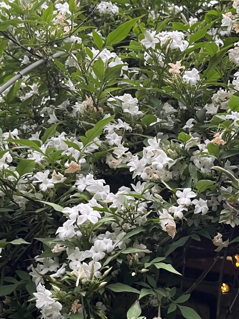 Jasmine Flowers