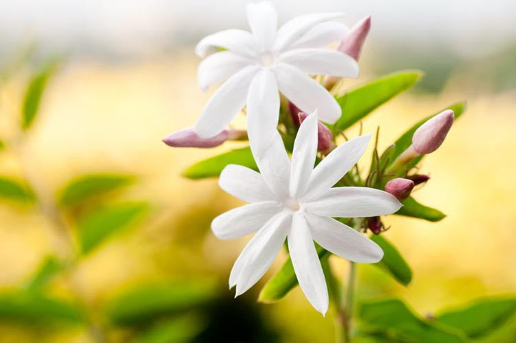 Jasmine Flowers