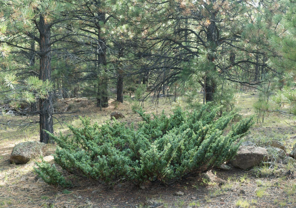 Juniper Berry, Powder (Organic)