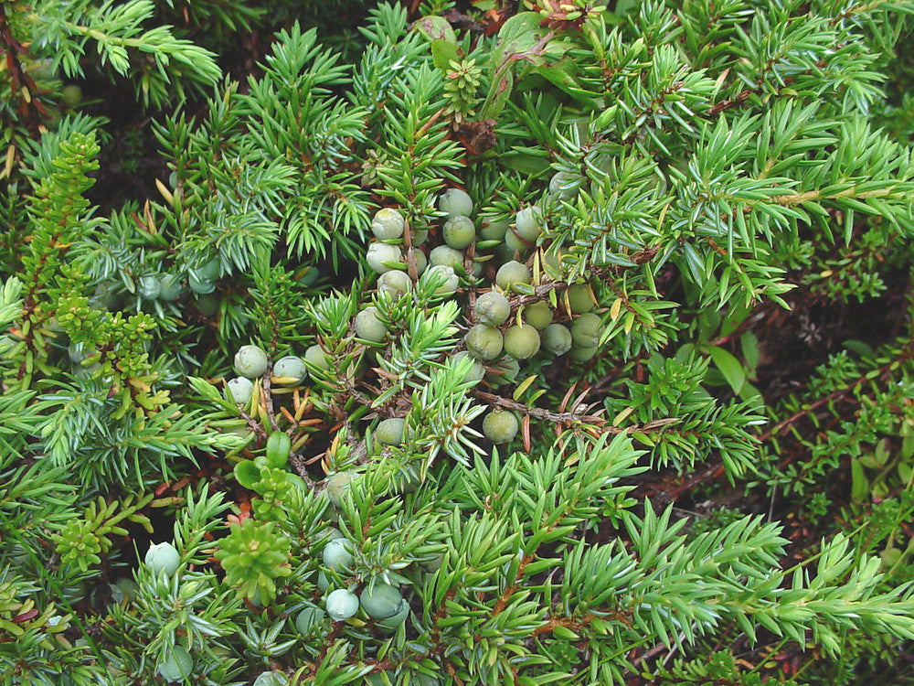Juniper Berry, Powder (Organic)