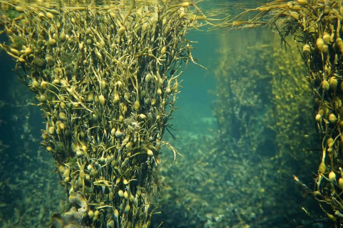 Kelp Powder (Organic)