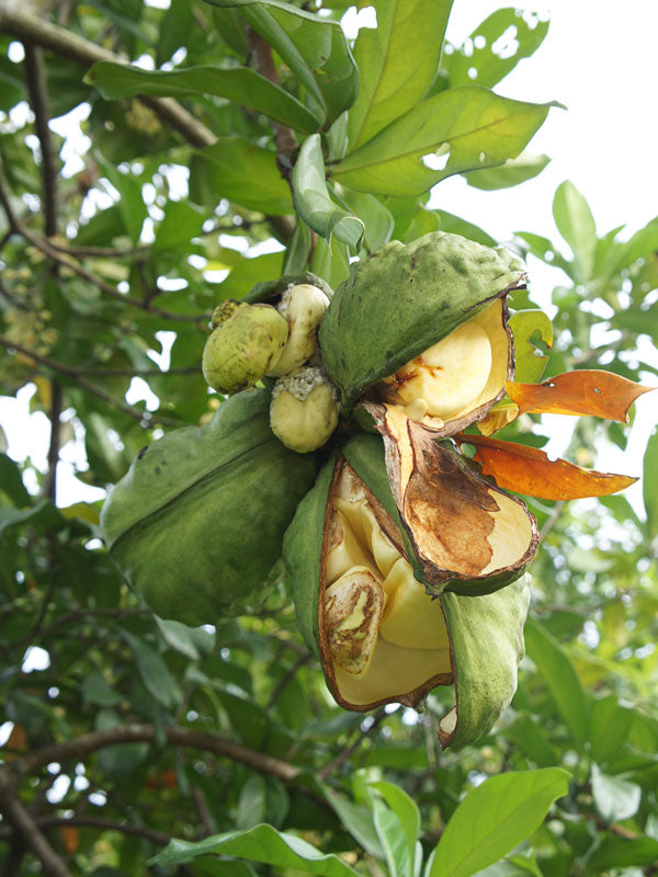 Kola Nut, Organic