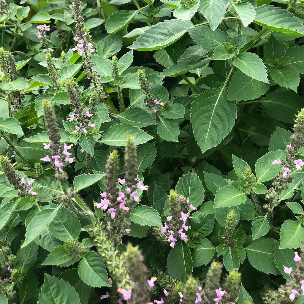 Holy Basil, Krishna/Tulsi (Organic)