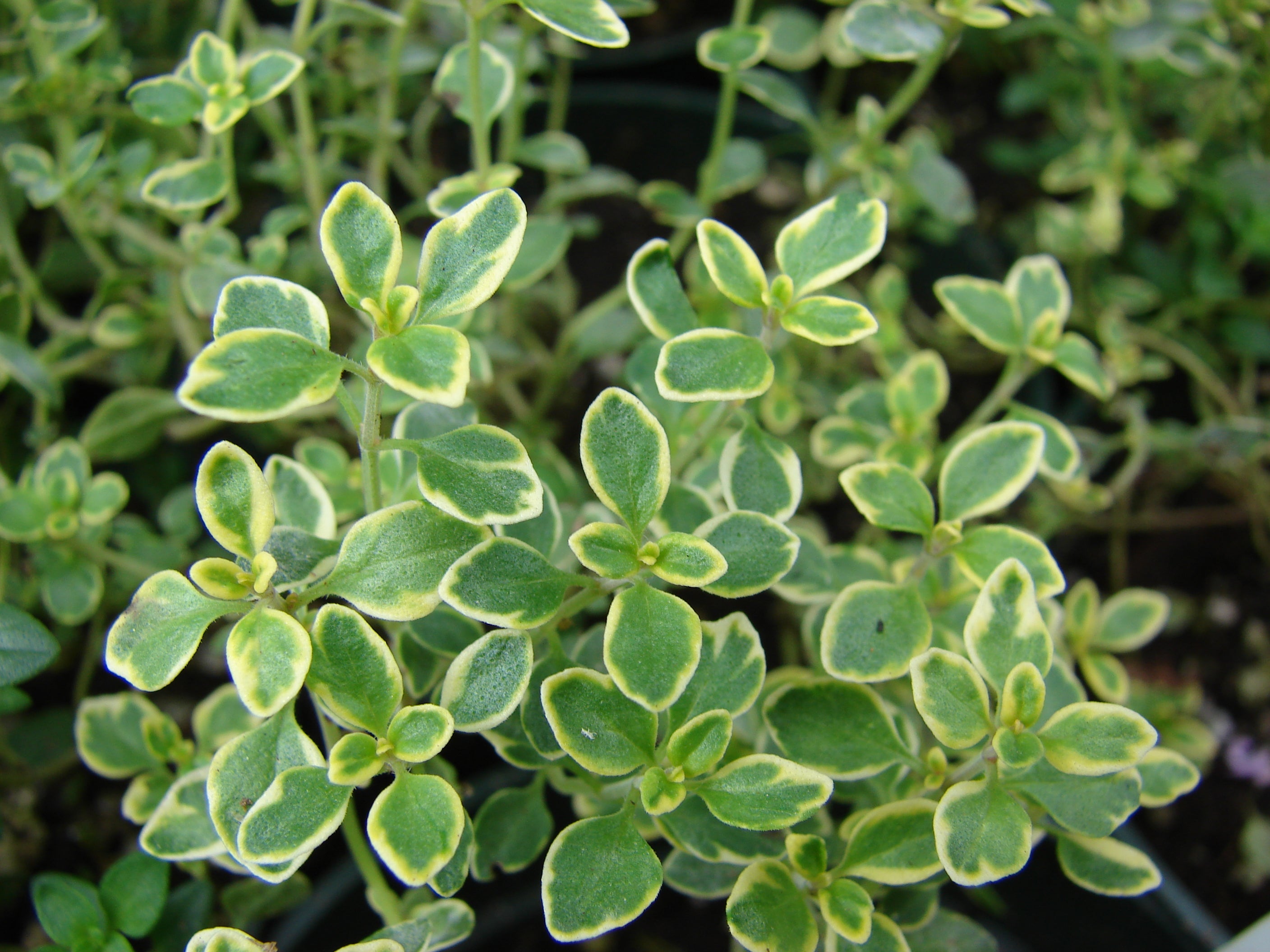 Lemon Thyme Leaf (Organic)