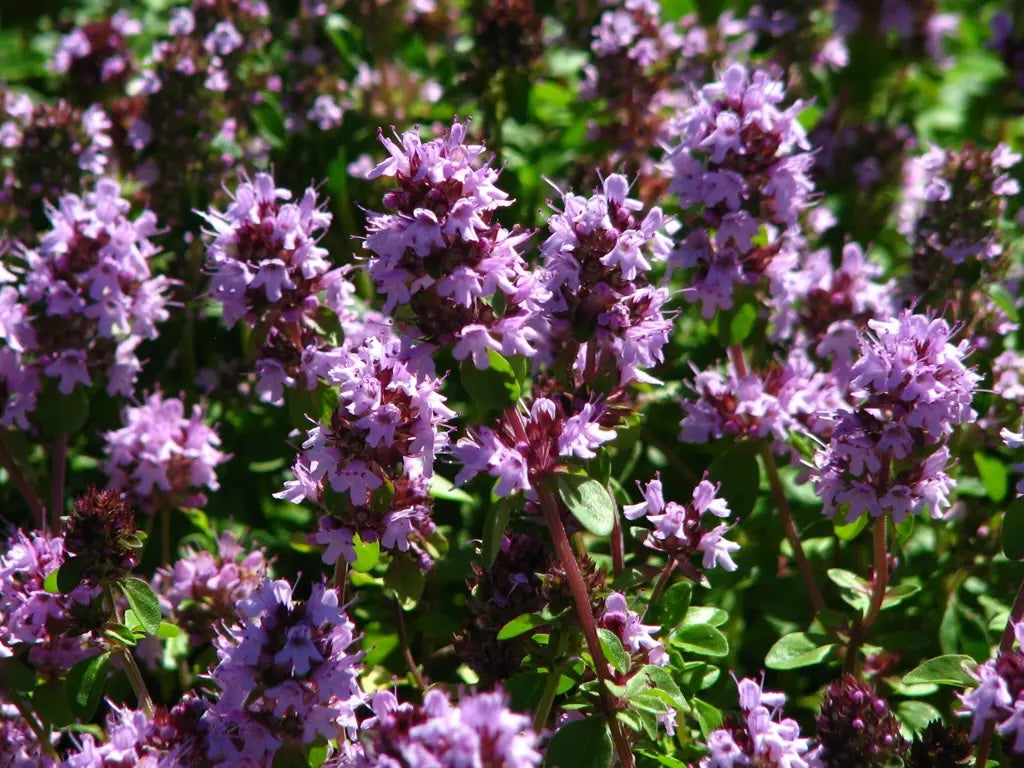 Lemon Thyme Leaf (Organic)