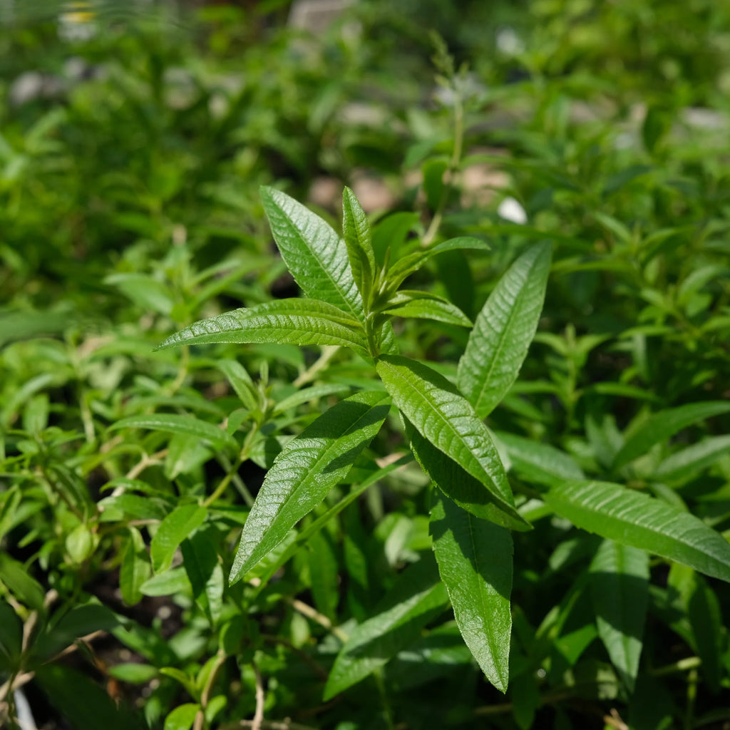 Lemon Verbena (Organic)