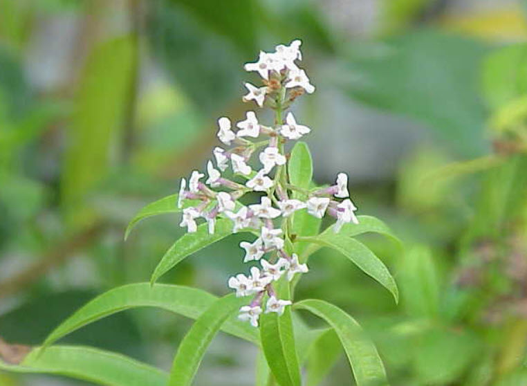 Lemon Verbena (Organic)