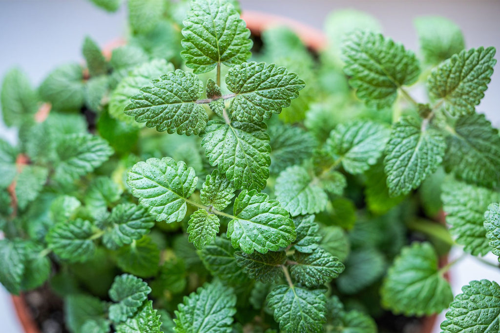 Lemon Balm Tea Bags, Organic