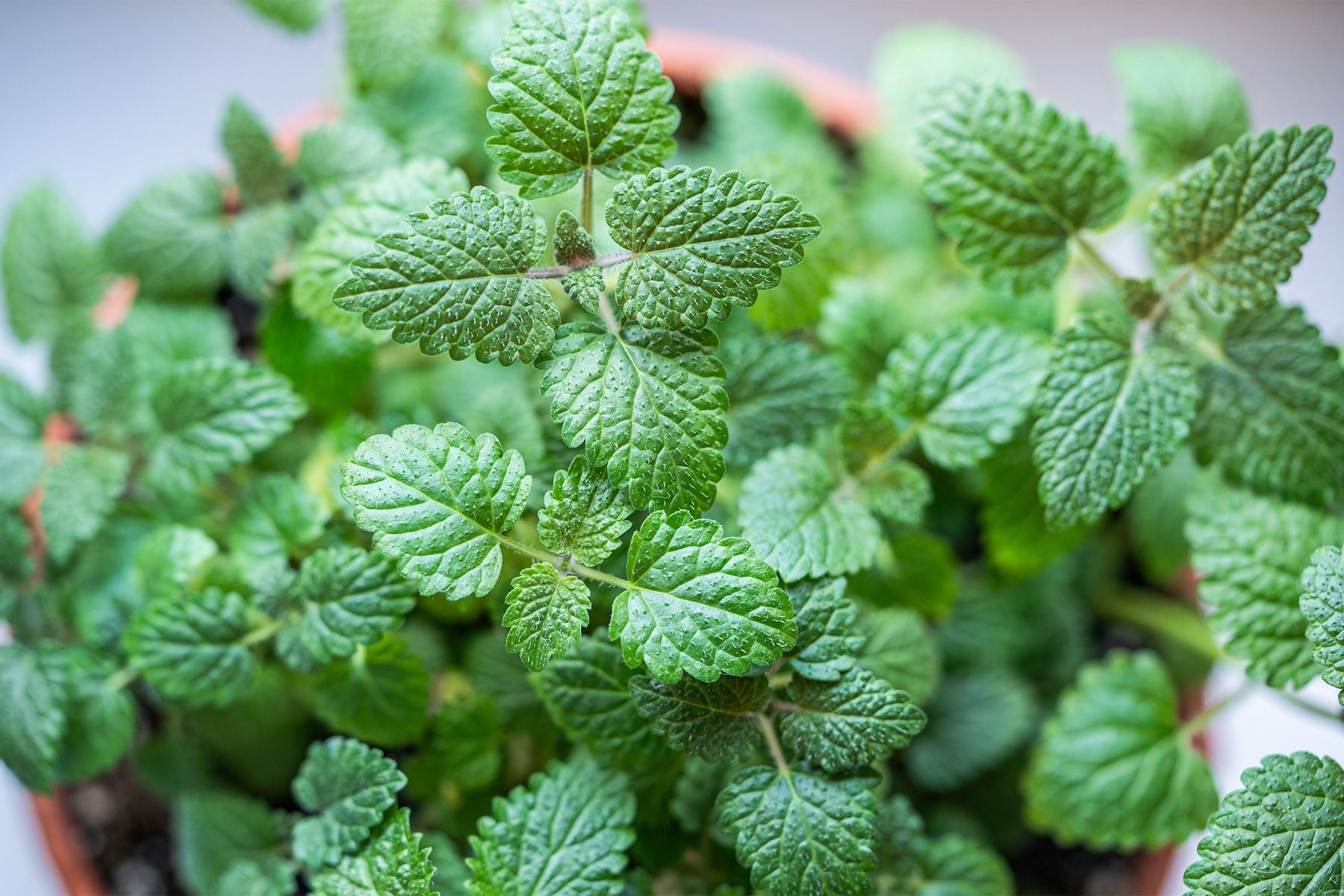Lemon Balm Tea Bags, Organic