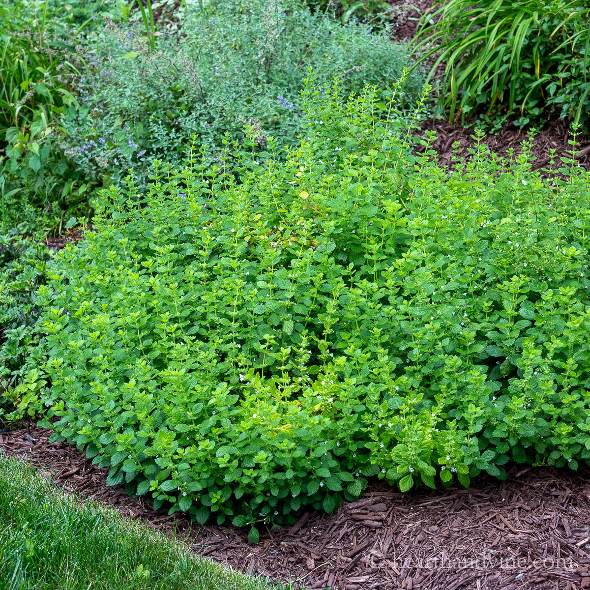 Lemon Balm (Organic)