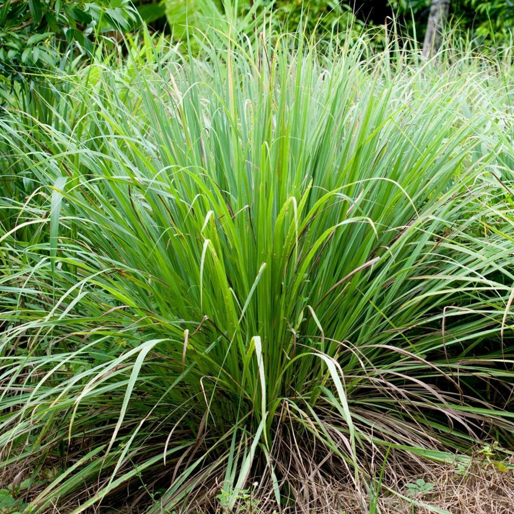 Lemongrass (Organic)