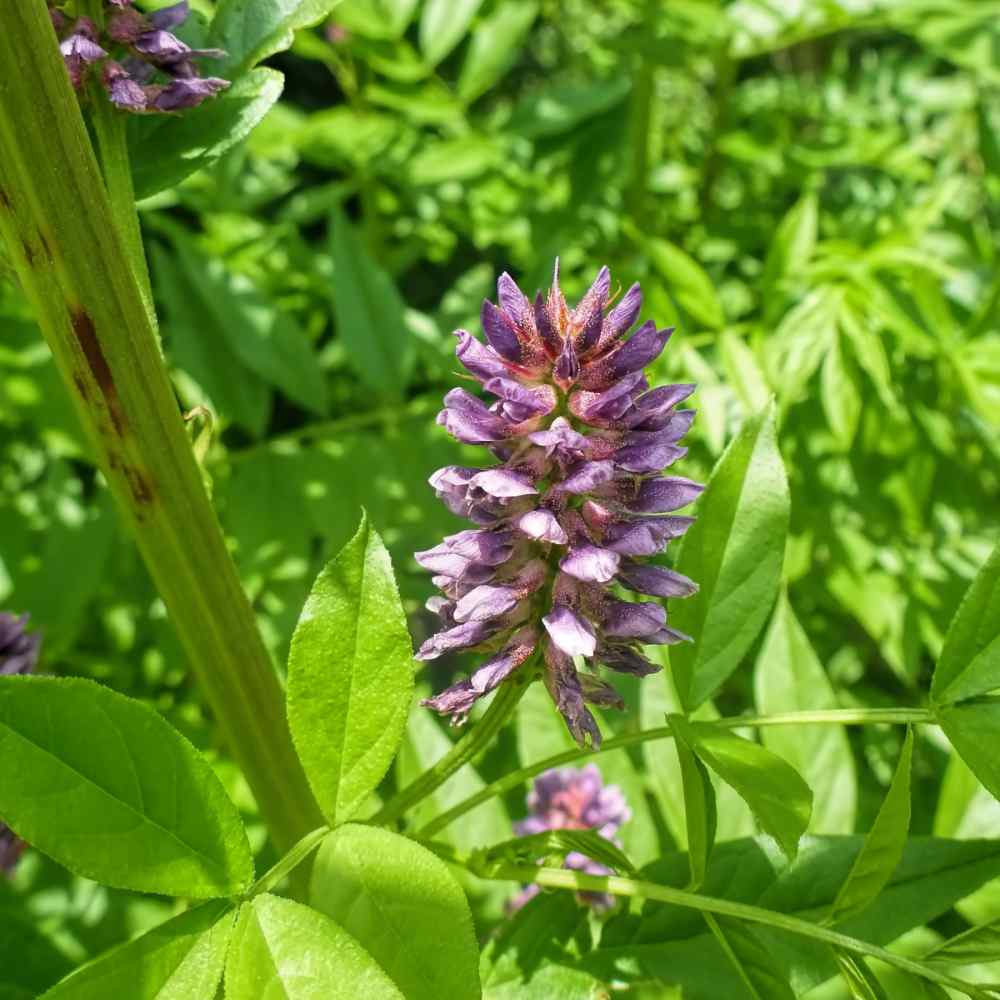 Licorice Root (Organic)