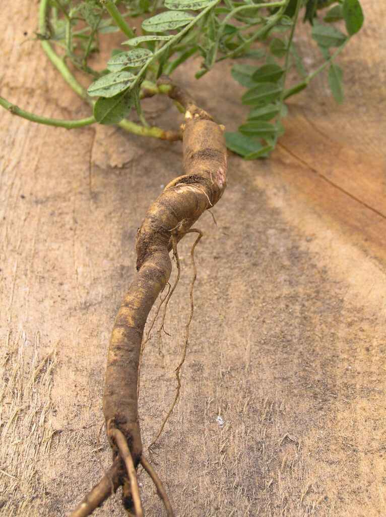 Licorice Root (Organic)