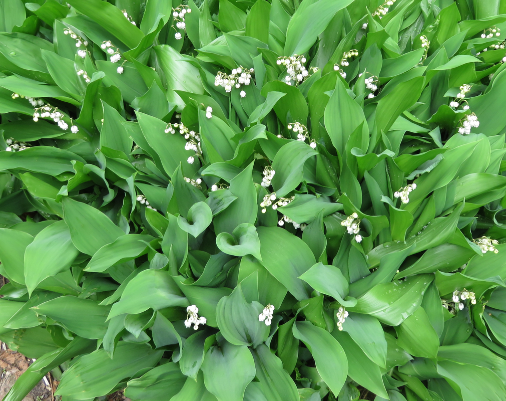 Lily of the Valley (Wild Crafted)