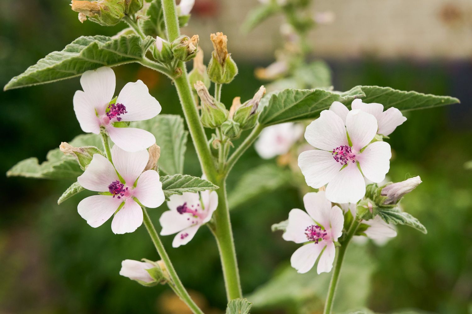 Marshmallow Root / Althaea Root (Organic)