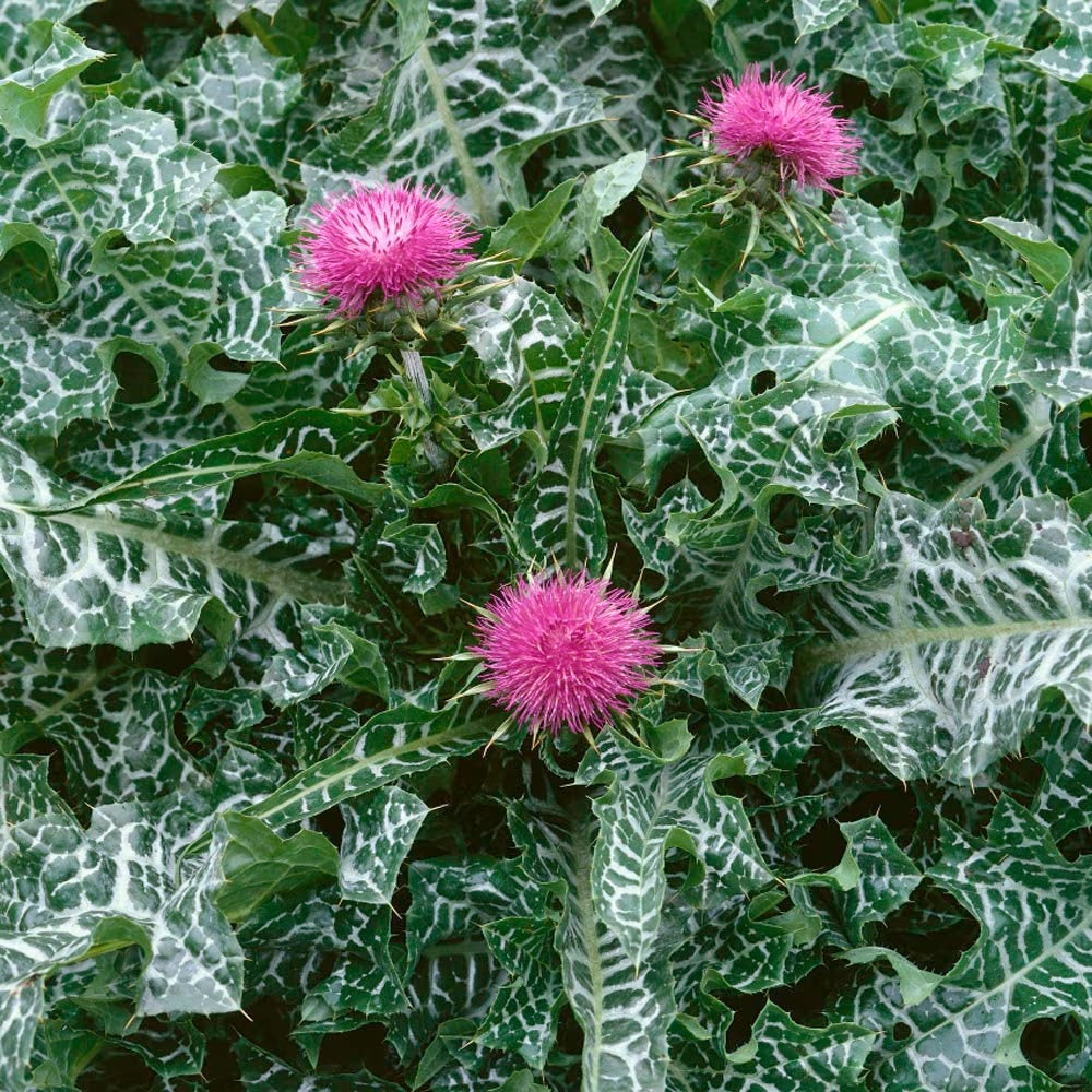 Milk Thistle Seed Powder, Organic