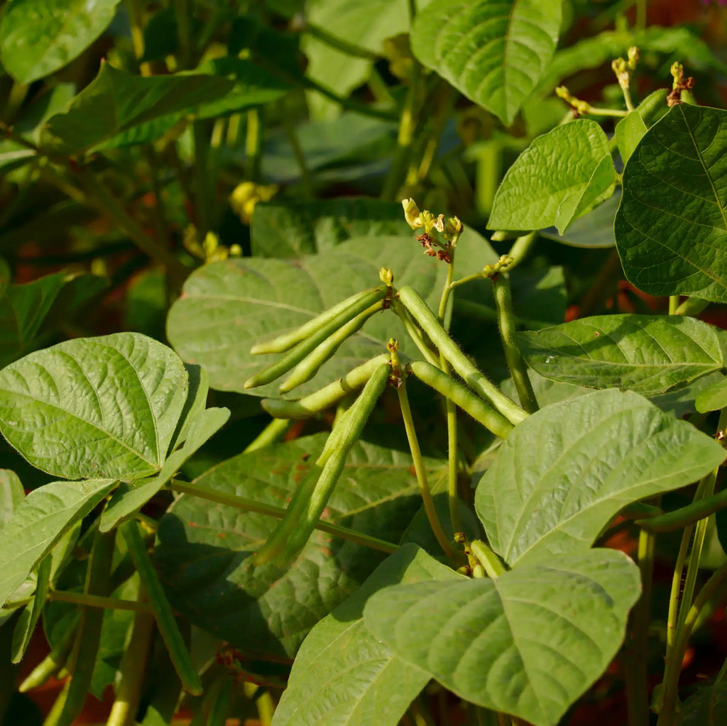 Mung Bean Sprouting Seeds, Organic