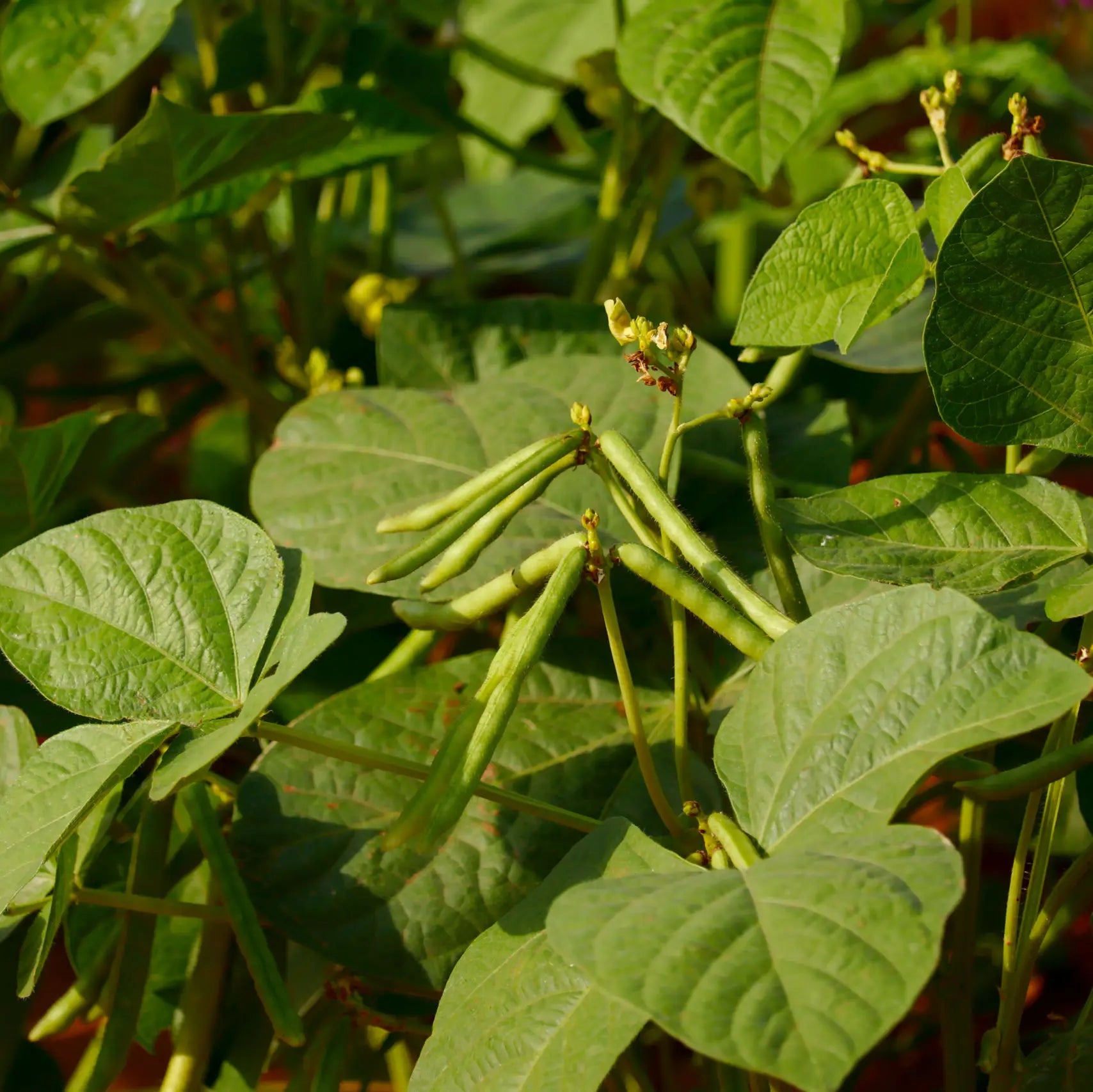 Mung Bean Sprouting Seeds, Organic