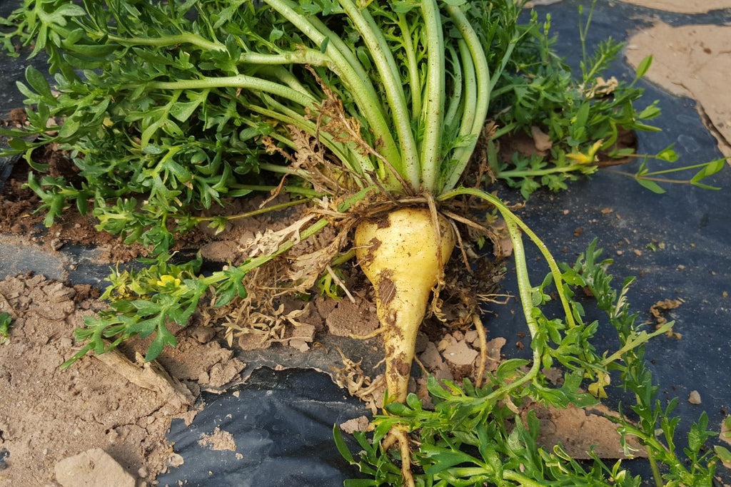 Maca Root Powder (Organic)