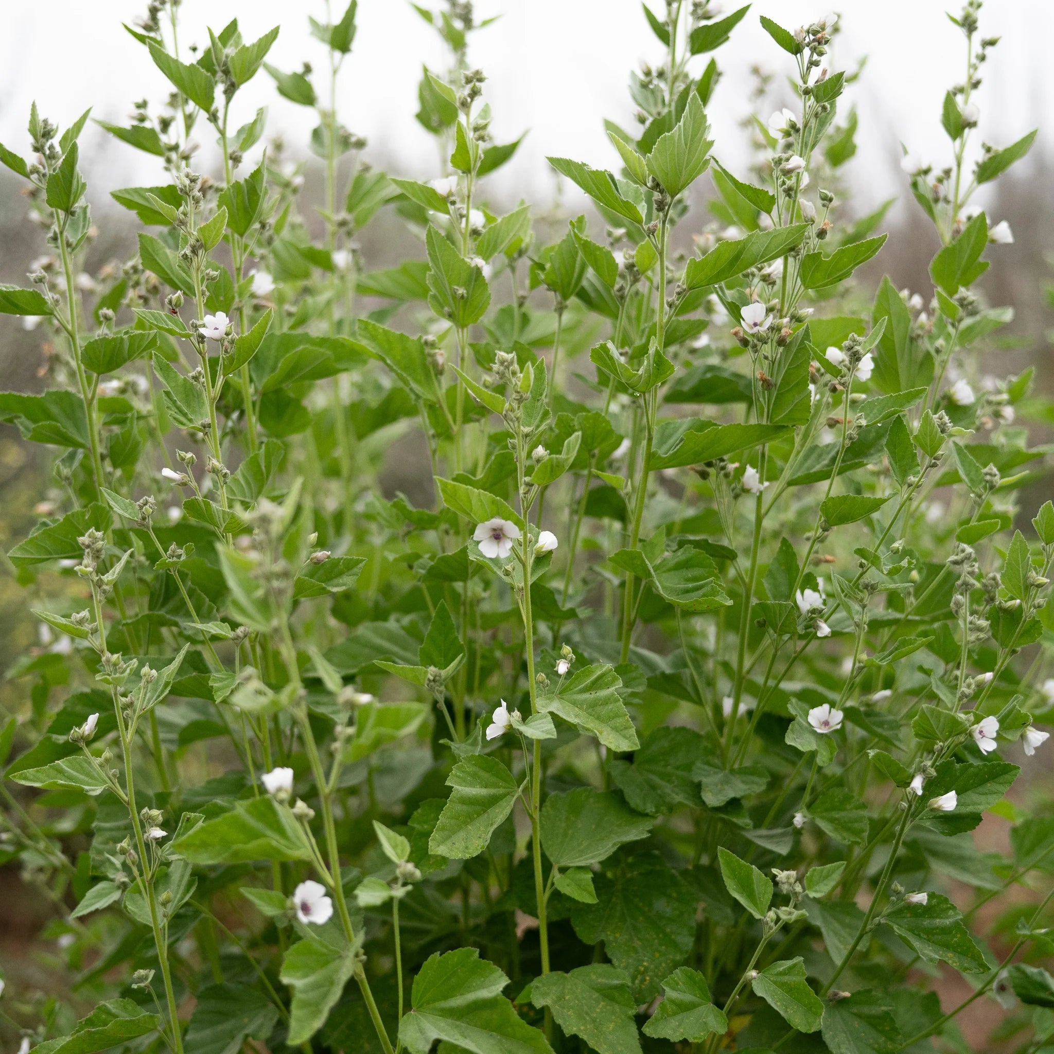 Marshmallow Root / Althaea Root (Organic)