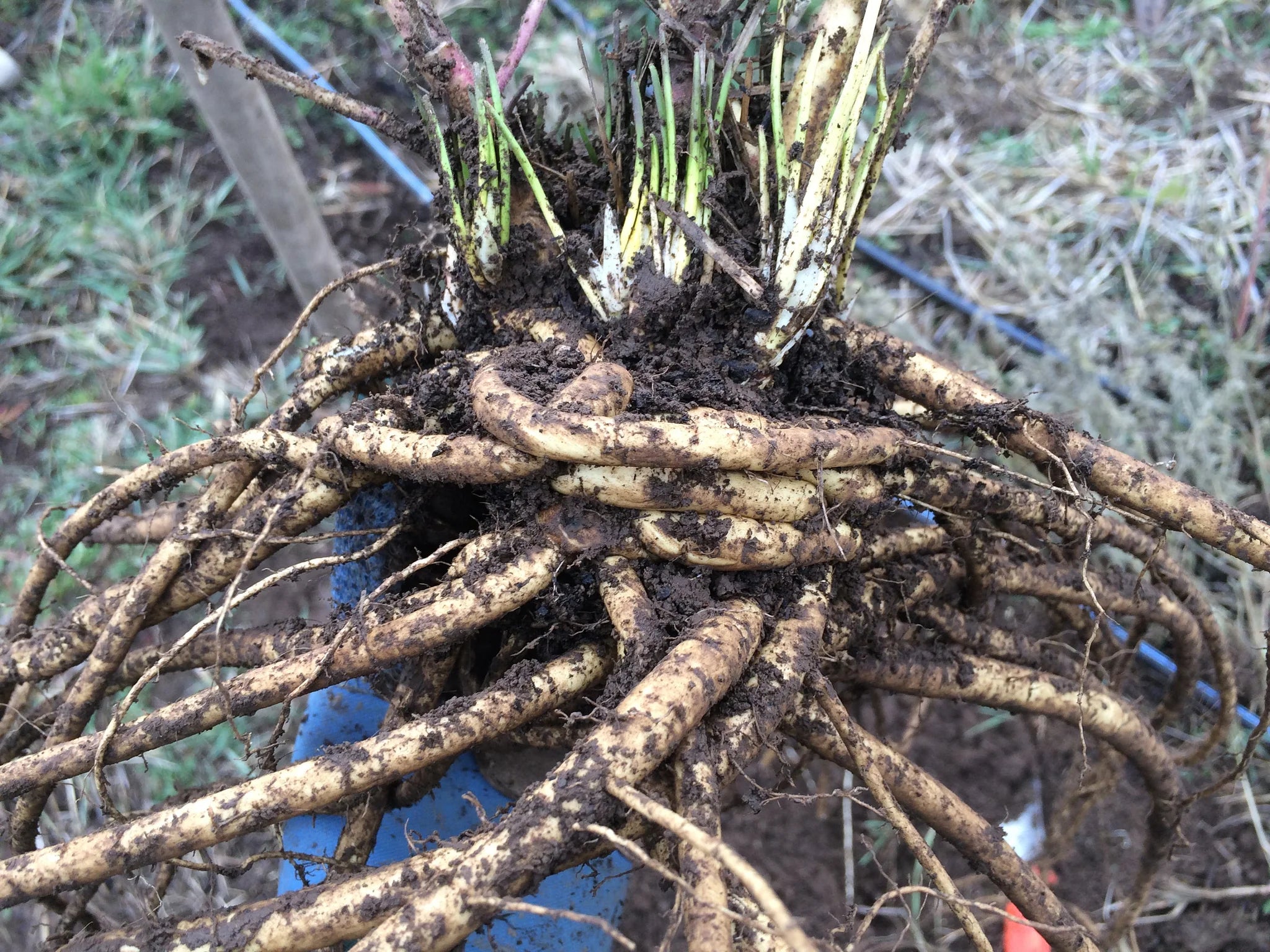 Marshmallow Root / Althaea Root (Organic)