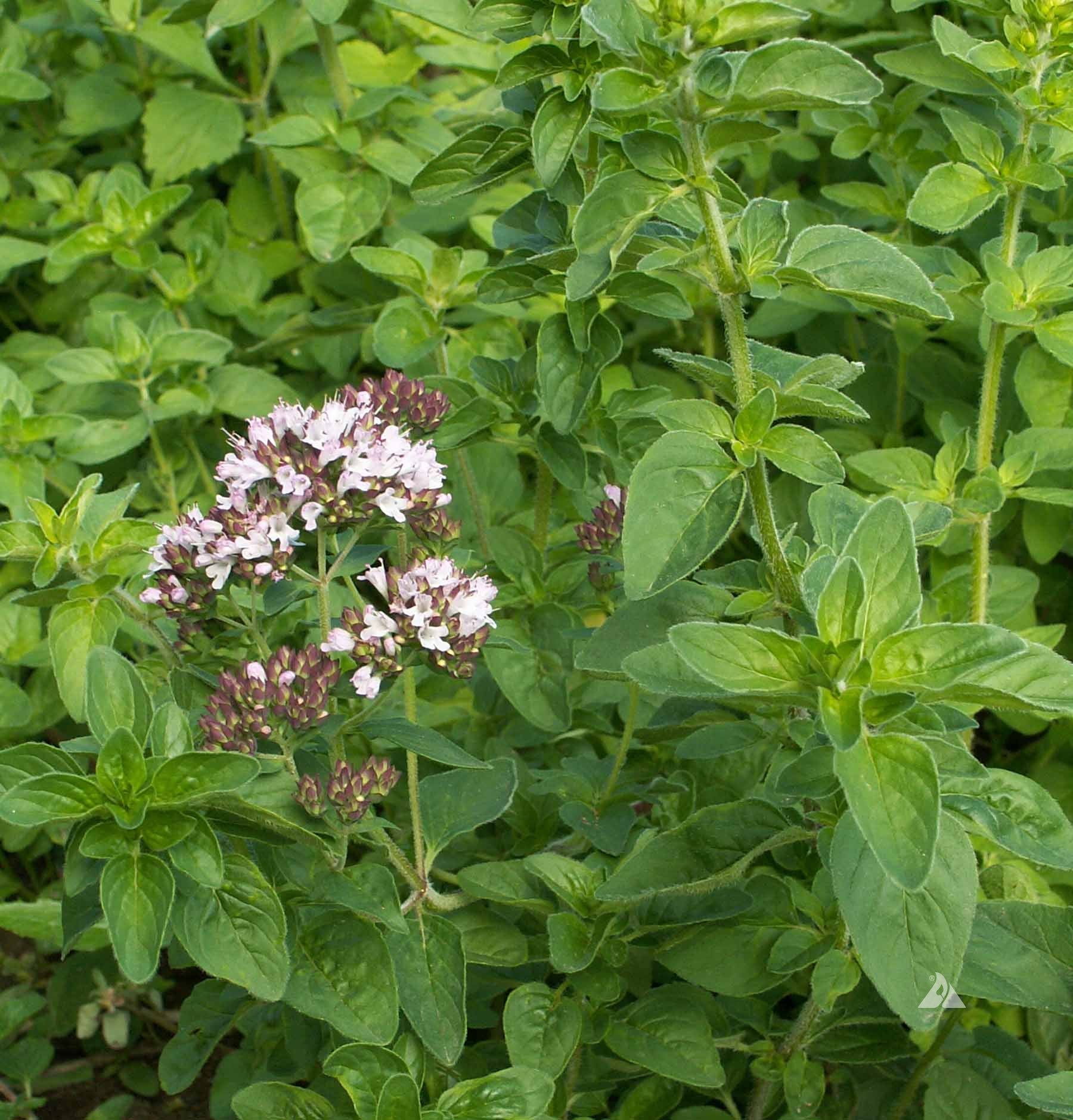 Marjoram Herb (Organic)