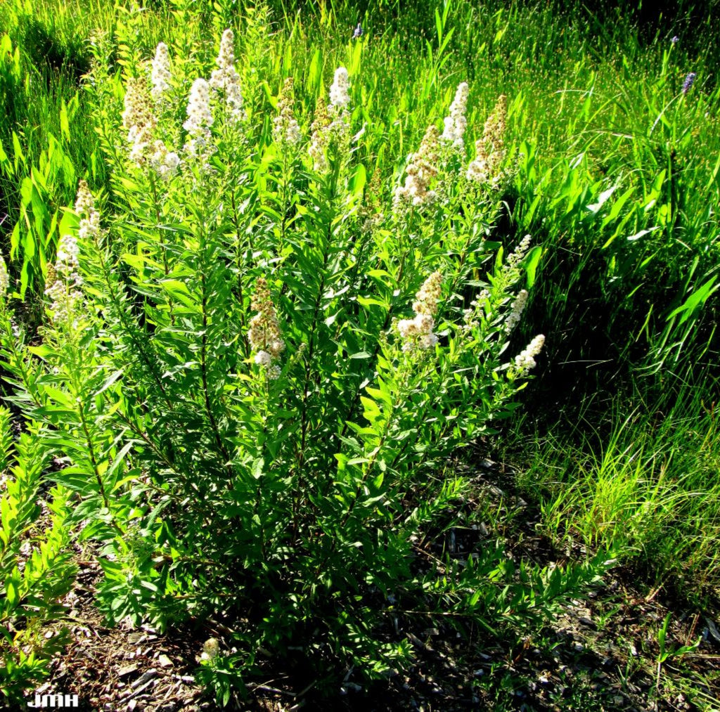Meadowsweet (Organic)