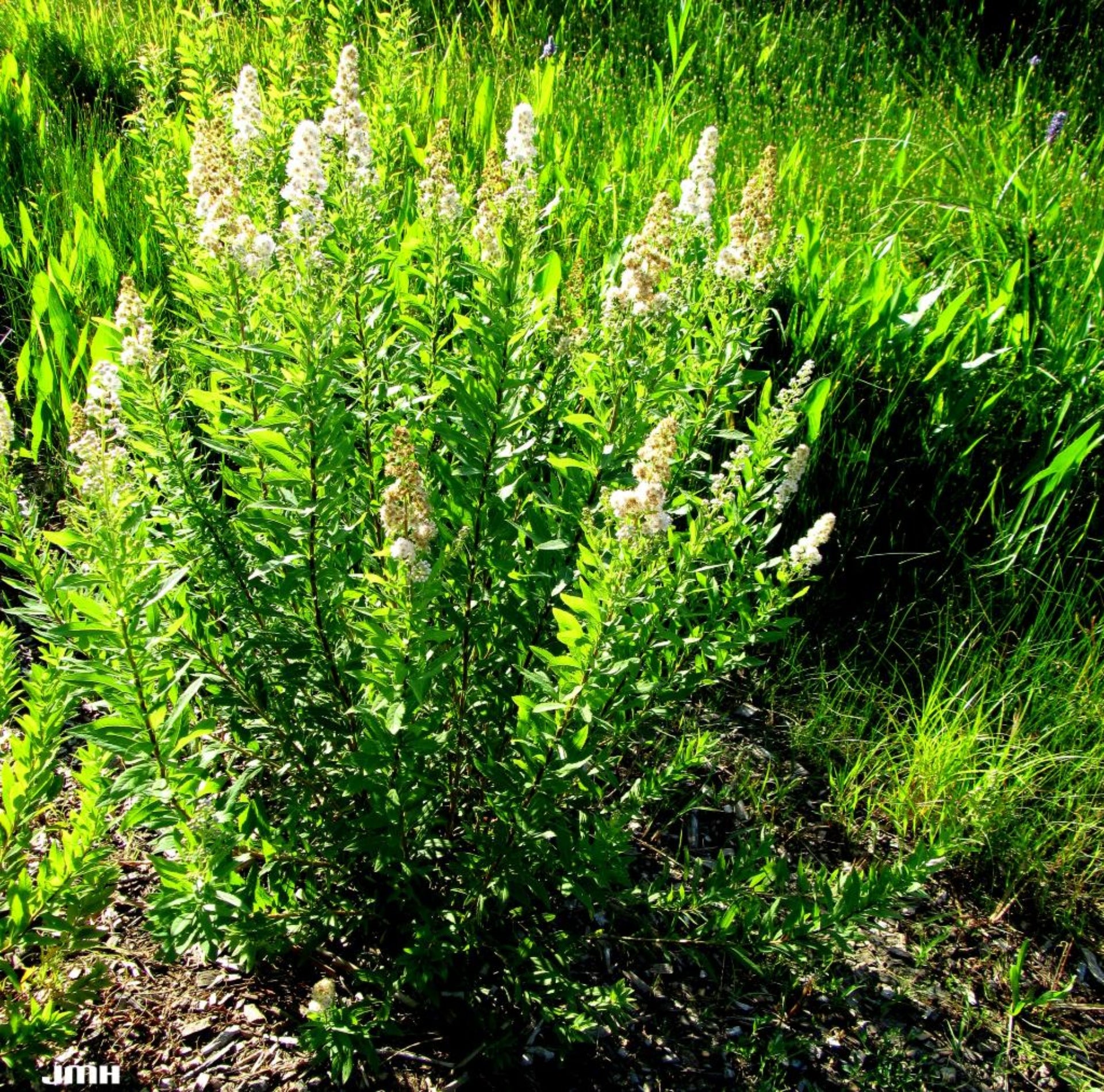 Meadowsweet (Organic)