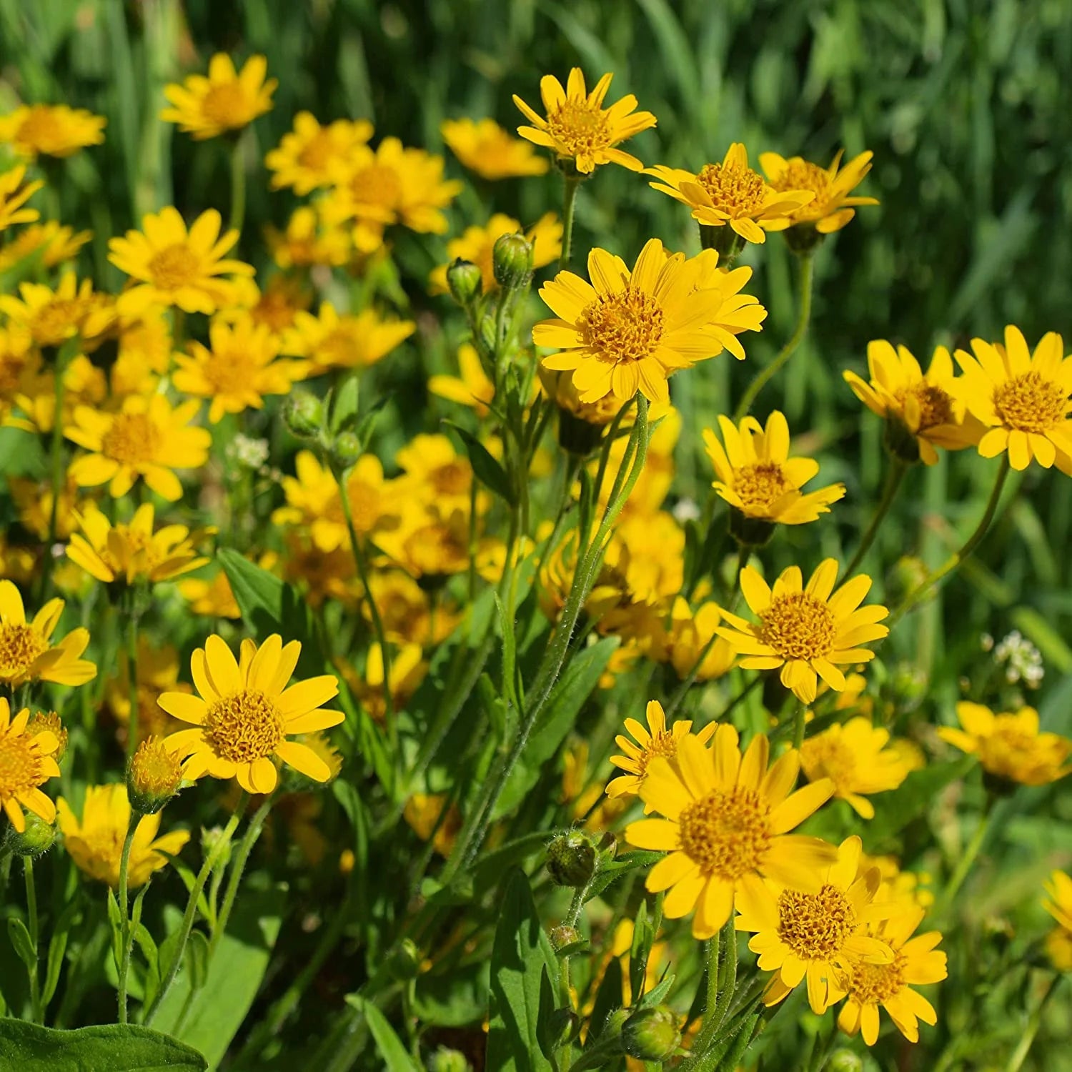 A field of daisy-like bright yellow Mexican Arnica flowers with dark centers and green stems and leaves. The flowers are in full bloom, with many petals surrounding the central disc. The background is a mix of green foliage.