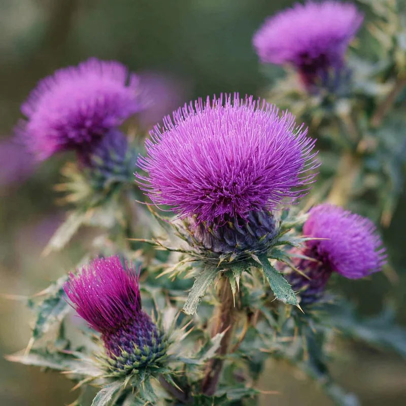 Milk Thistle Leaf (Organic)