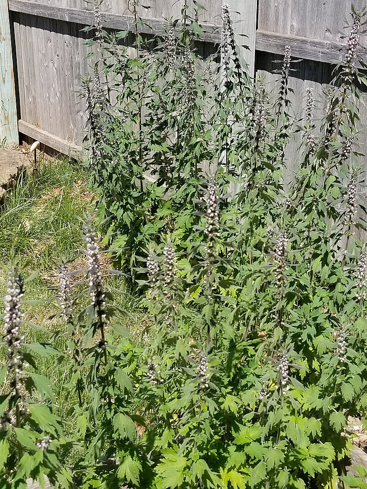 Motherwort (Organic)