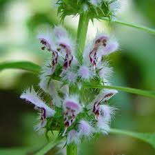 Motherwort (Organic)