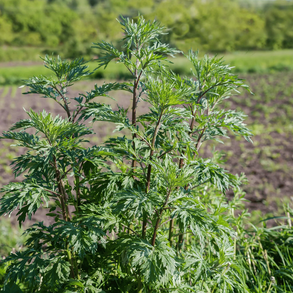Mugwort (Organic)