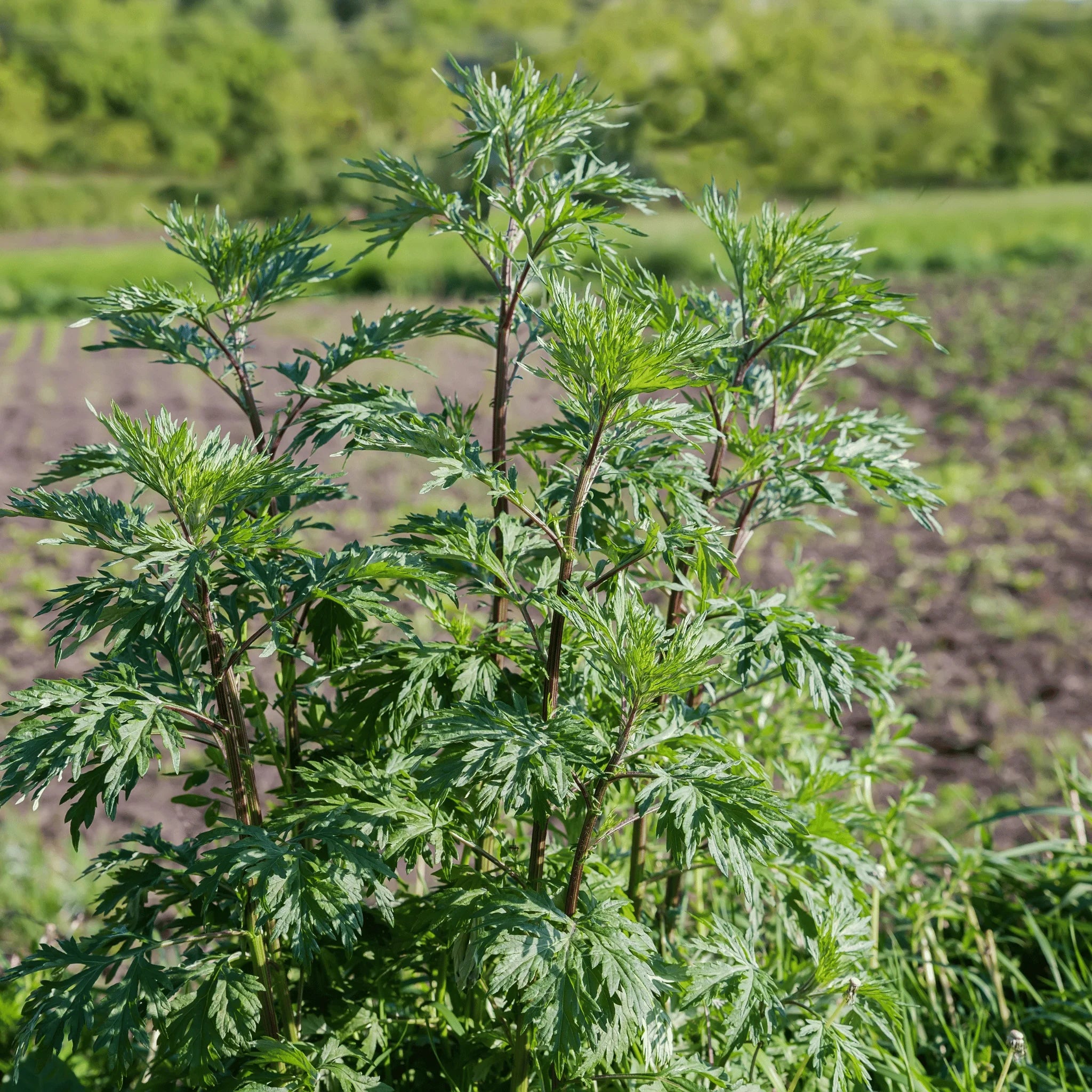 Mugwort (Organic)