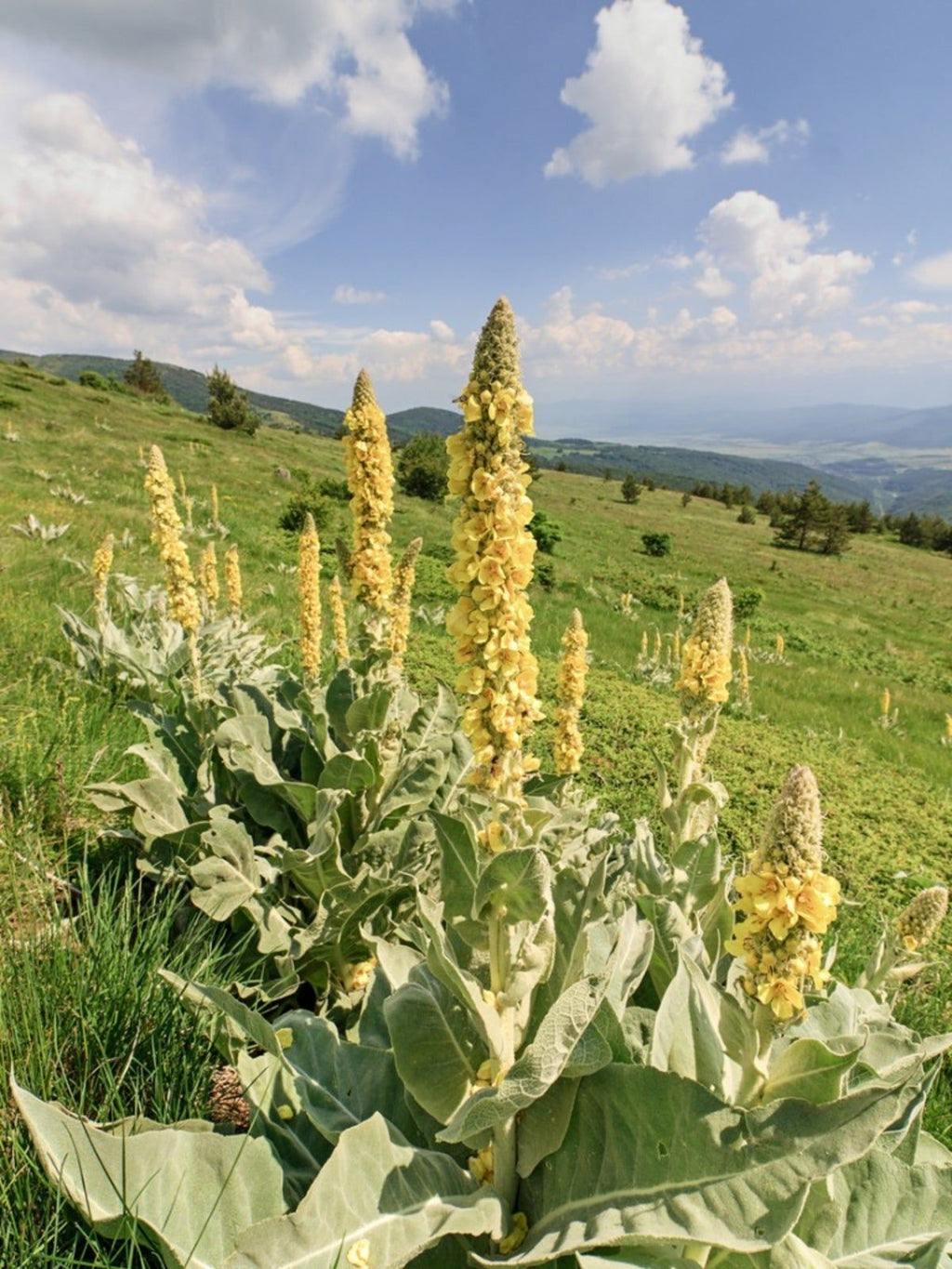 Mullein Flowers (WildCrafted)