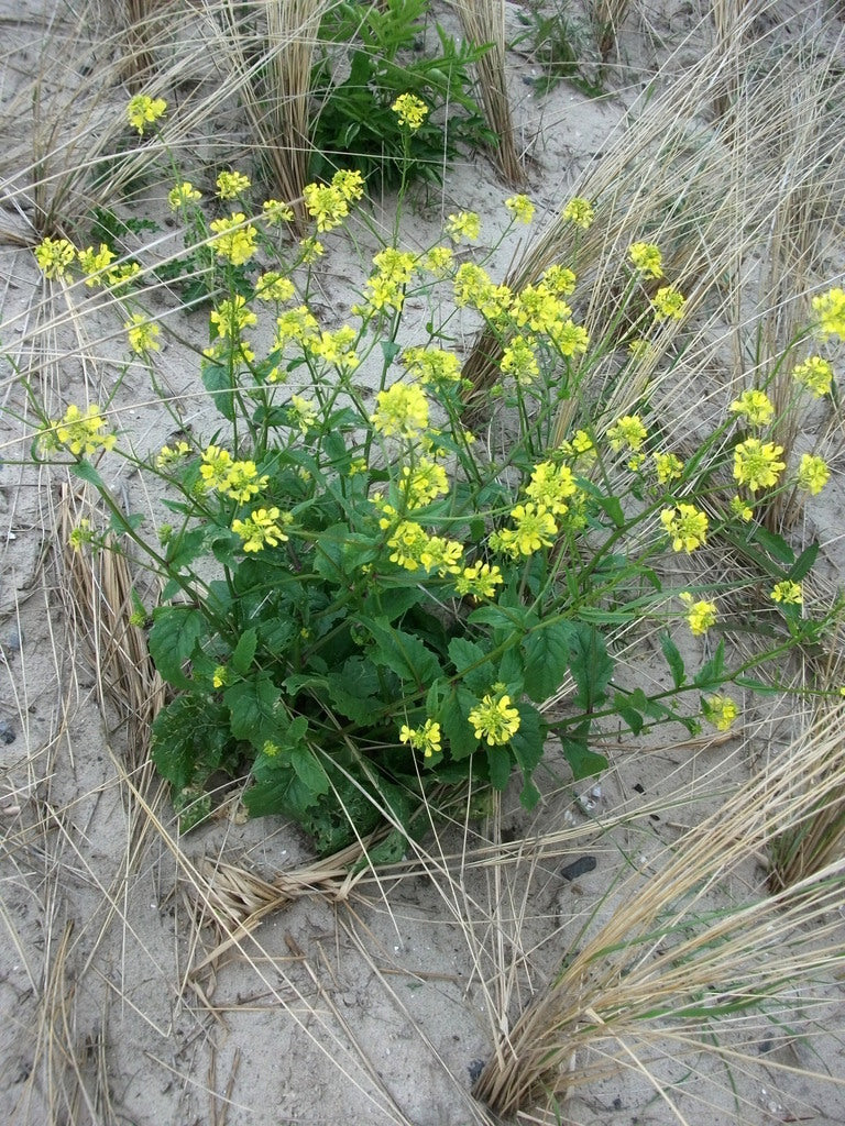 Mustard Seed, Yellow (Organic)