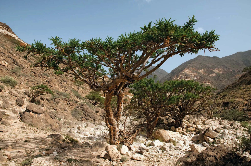 Myrrh Resin, Powder (Wild Harvested)