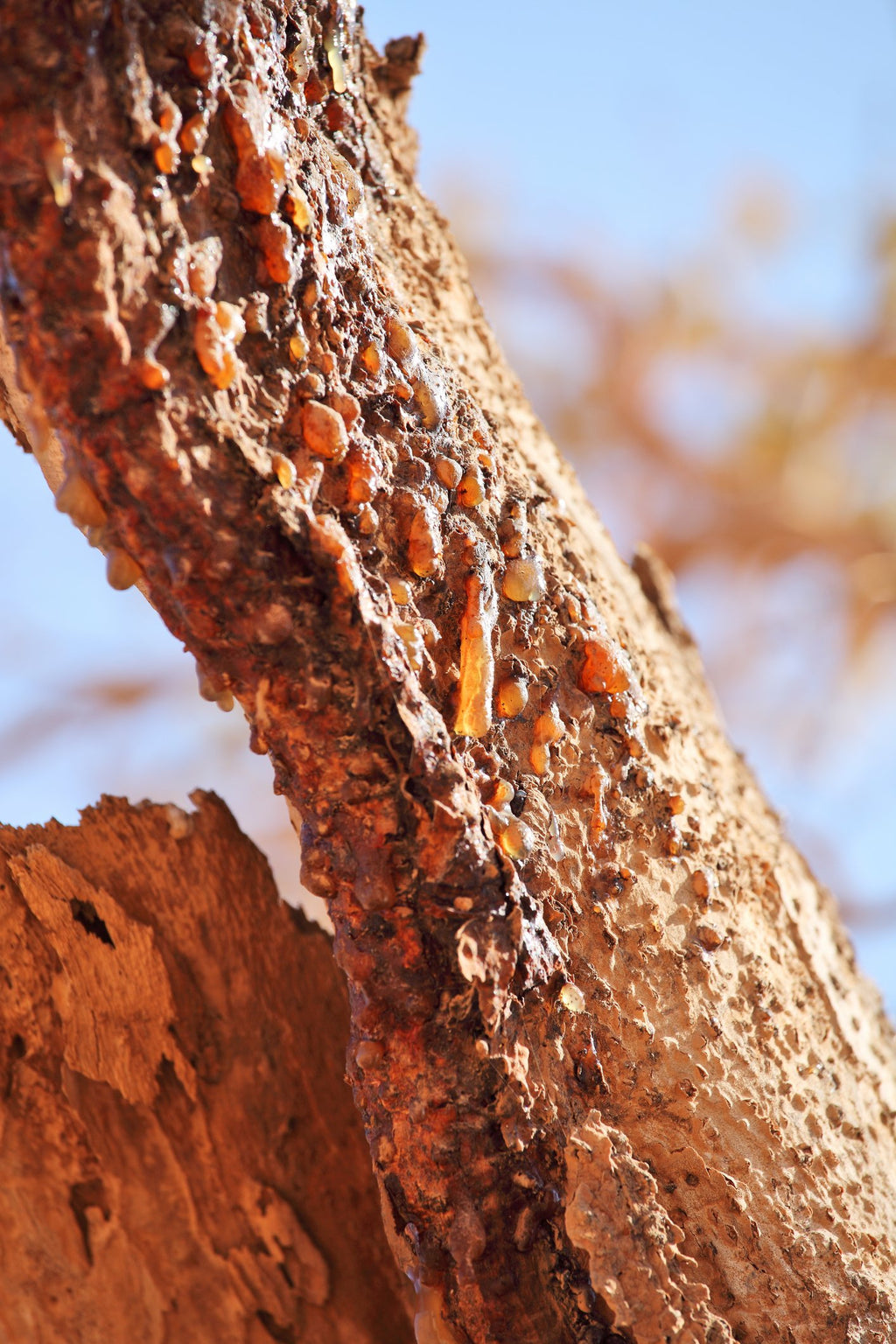 Myrrh Resin, Powder (Wild Harvested)