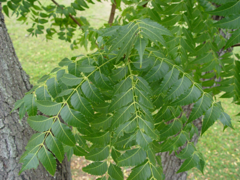 Neem Leaf Powder (Organic)